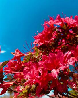 花 花,華,自然の写真素材