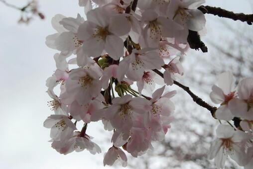 桜1 桜1の写真