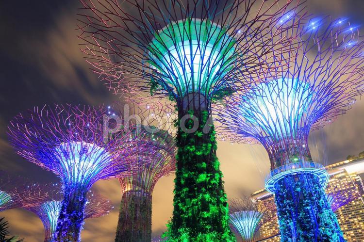 シンガポールのガーデン　バイ　ザ　ベイの夜景 外国,海外,シンガポールの写真素材