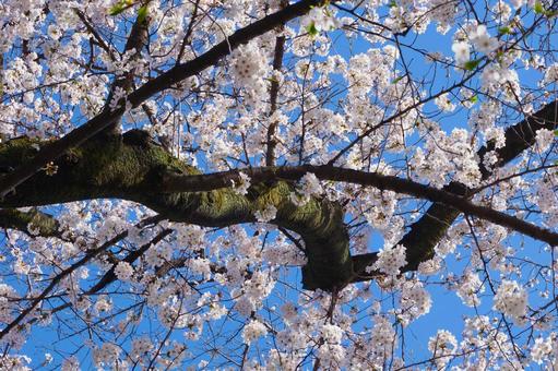 満開の桜の木の枝(ソメイヨシノ) 満開の桜の木の枝(ソメイヨシノ)の写真
