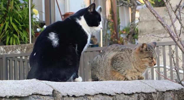 一緒に何を見てる？ 猫,動物,風景の写真素材