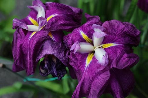 ハナショウブ ハナショウブ,花菖蒲,6月の写真素材