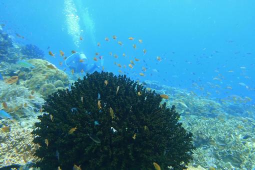 珊瑚 珊瑚の写真