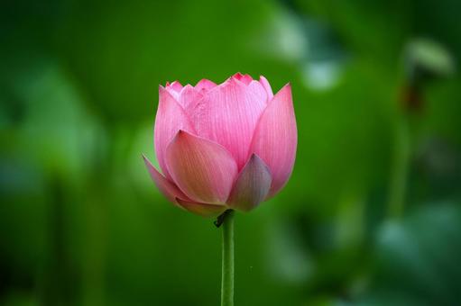 Oga lotus 18, JPG