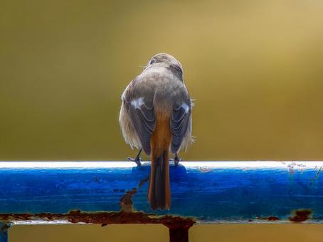 柵にとまるジョウビタキのメス 柵にとまるジョウビタキのメス ジョウビタキ,ジョビコ,ジョウビタキのメスの写真素材