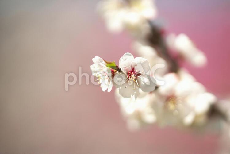 満開の平岡梅林公園 梅,梅林公園,花の写真素材