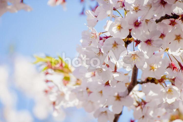 青空と桜（ソメイヨシノ） 桜,ソメイヨシノ,花見の写真素材