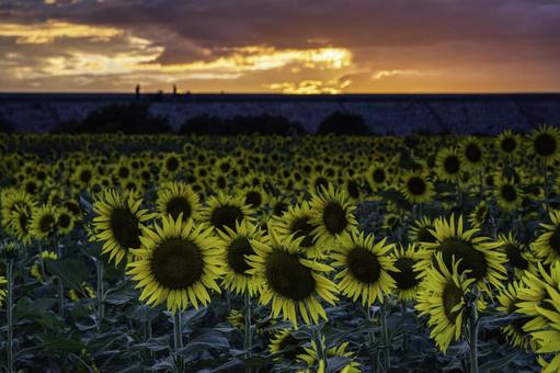 福岡-【柳川ひまわり園】 ひまわり,花,植物の写真素材