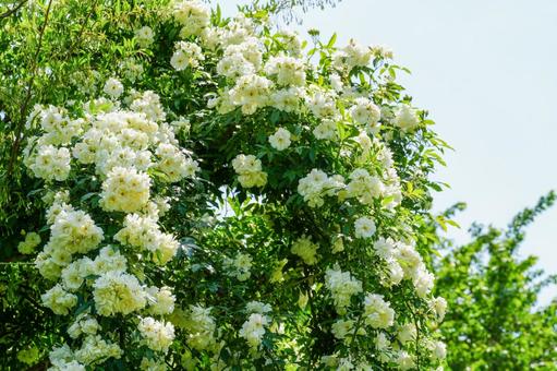 バラ バラ 薔薇,ローズ,ガーデニングの写真素材
