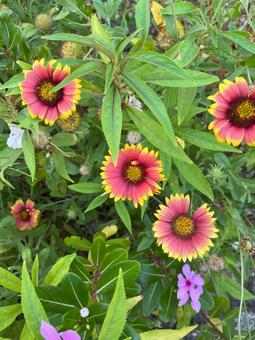テンニンギク 花 テンニンギク 花の写真