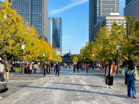 東京駅とイチョウ イチョウ,東京駅,街並みの写真素材