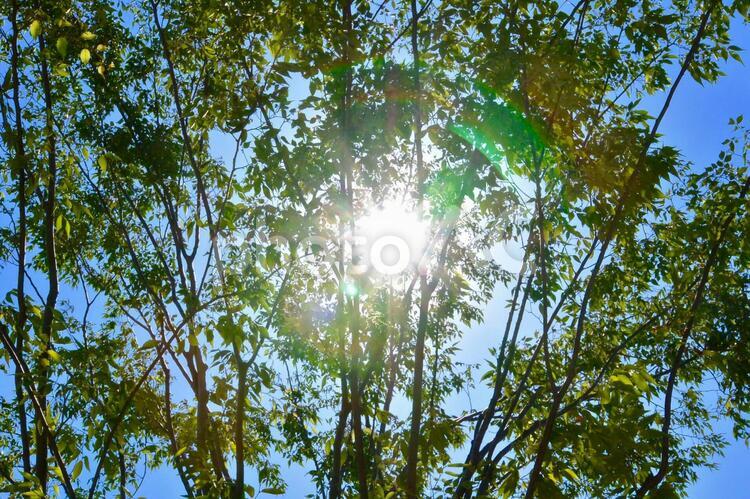 木漏れ日8 木漏れ日,太陽,空の写真素材