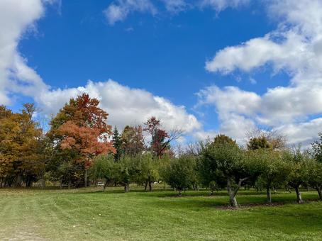 カナダの果樹園のフィールド 果樹園,林檎の木,フィールドの写真素材