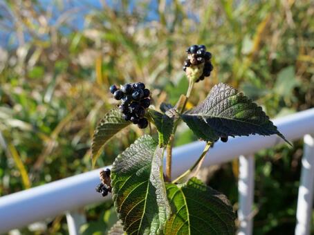 ランタナの種子 ランタナ,草,自然の写真素材