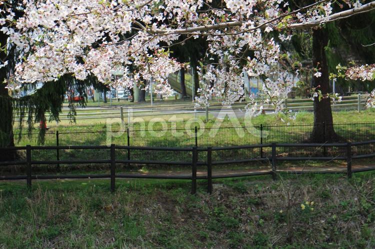 交通公園の花々　７ 公園,桜,桜木の写真素材