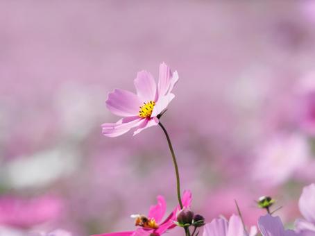 Photo, cosmos, autumn, october, 