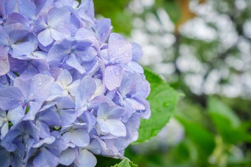 雨上がりの紫陽花 雨上がりの紫陽花の写真