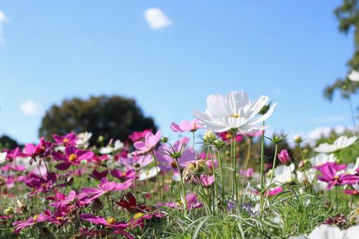 コスモス コスモス,秋桜,秋の写真素材