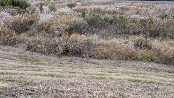 河原のススキ 河川敷,河原,ススキの写真素材