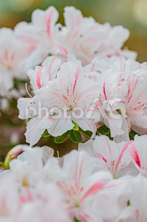 札幌　百合が原公園の温室の花 北海道,札幌,札幌市の写真素材