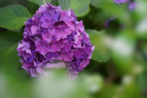 あじさいの花 あじさいの花の写真