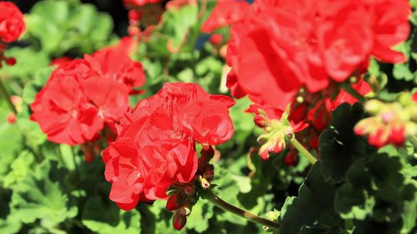 夏の花壇 鮮やかなゼラニウム 夏の花壇 鮮やかなゼラニウムの写真