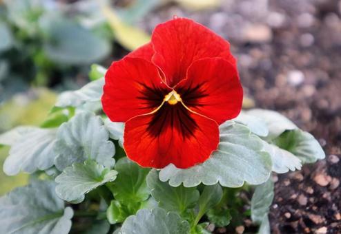 信頼 ビオラ,花,flowerの写真素材