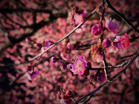 夜の梅の花 夜の梅の花の写真