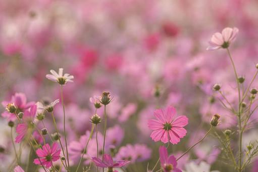 江ヶ崎のコスモス畑の写真