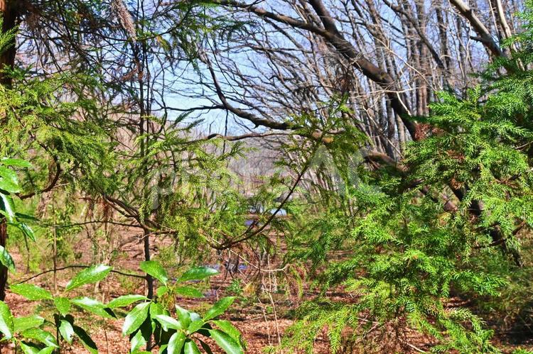 杉の葉が伸びる冬の森 自然,風景,景色の写真素材