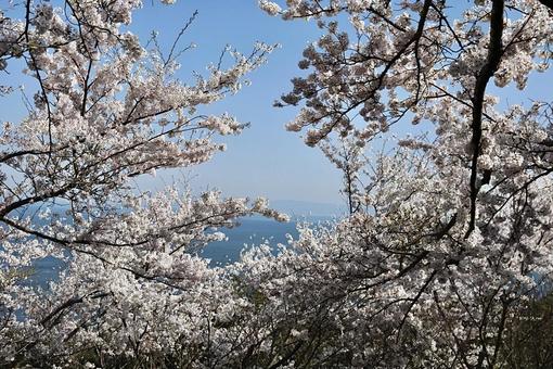 桜の間から見える海 桜の間から見える海の写真