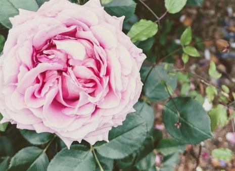 バラ 薔薇 バラ 薔薇の写真