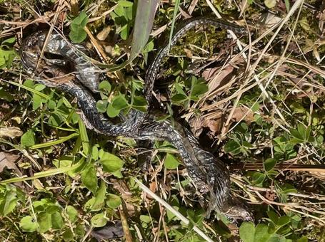 蛇の抜け殻 脱皮 吉兆 縁起が良い 蛇の抜け殻 脱皮 吉兆 縁起が良いの写真