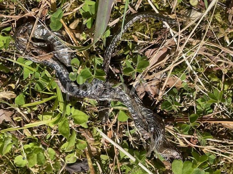 蛇の抜け殻　脱皮　吉兆　縁起が良い 蛇の抜け殻,脱皮,吉兆の写真素材