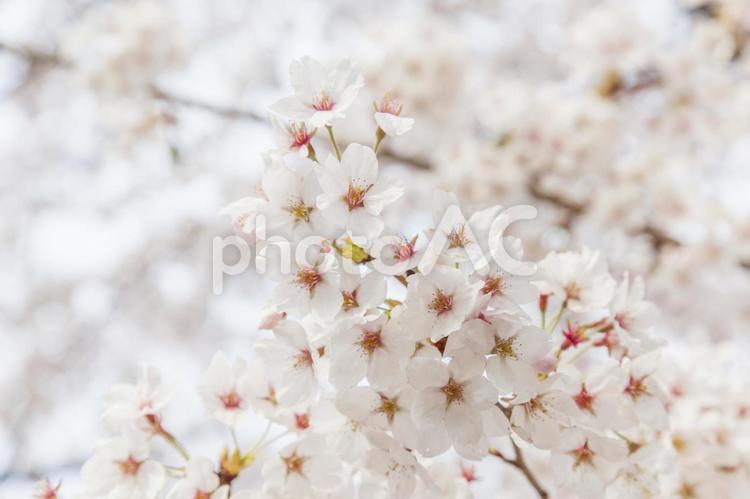 桜（長野県松本城） 桜,春,ピンクの写真素材