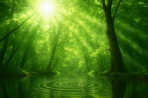 光が差し込む癒しの森と水面の写真