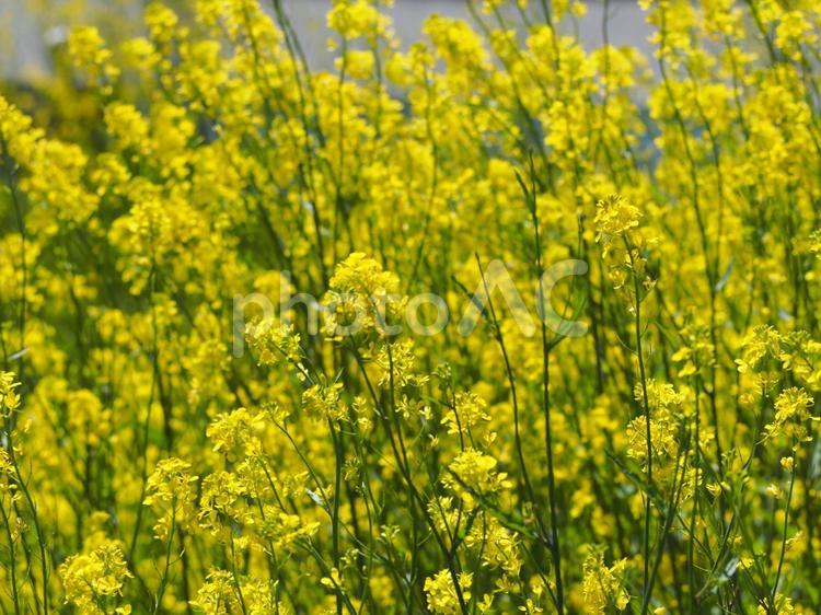 春の風景　菜の花⑯ 葉の花,菜花,アブラナの写真素材
