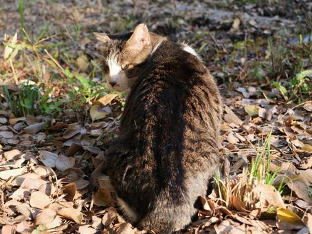 洗足池　見返り猫 野良猫,地域猫,猫の写真素材