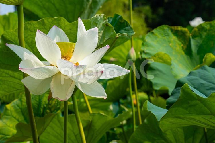 枯れかけた蓮の花 蓮の花,夏の花,枯れかけの写真素材
