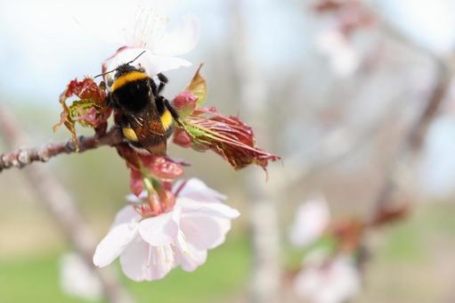 セイヨウオオマルハナバチの写真
