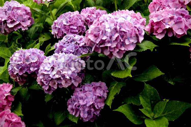 雨に生きいきと咲く花　05 アジサイ,アジサイ科,アブラムシの写真素材
