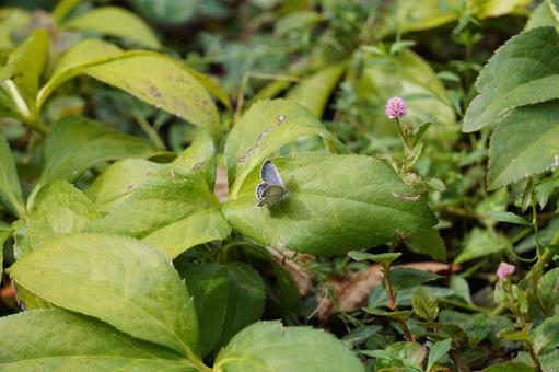 蝶々 蝶々,ちょうちょ,昆虫の写真素材