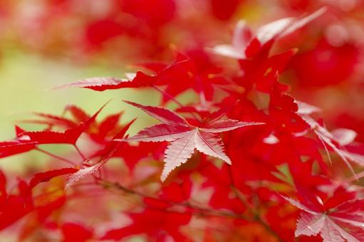 美しい紅葉のグラデーション 美しい紅葉のグラデーションの写真