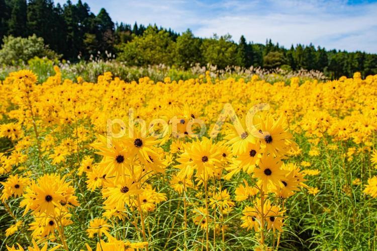 一面に咲く　やなぎばひまわり やなぎばひまわり,ヤナギバヒマワリ,柳葉向日葵の写真素材