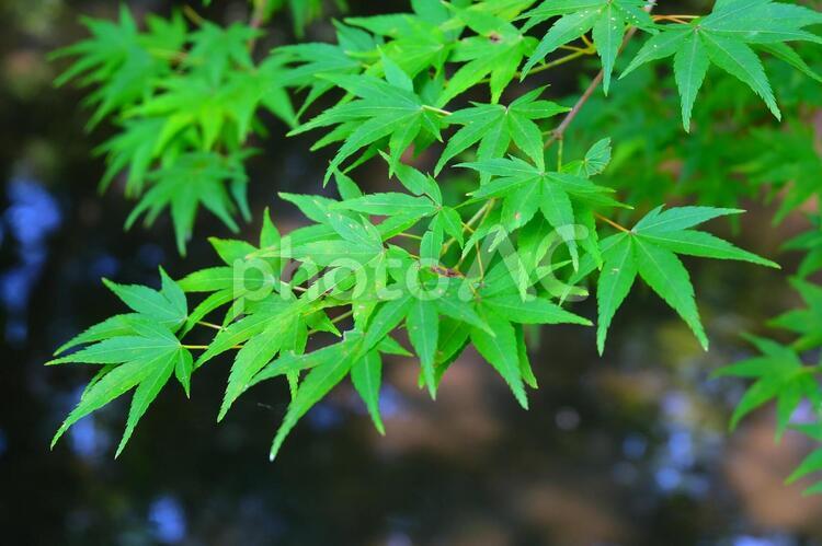 新緑のもみじ もみじ,エコ,モミジの写真素材