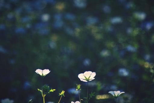 Nemophila, JPG Nemophila, JPG