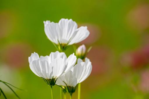 白いコスモスのクローズアップ 白いコスモスのクローズアップ コスモス,開花,花の写真素材