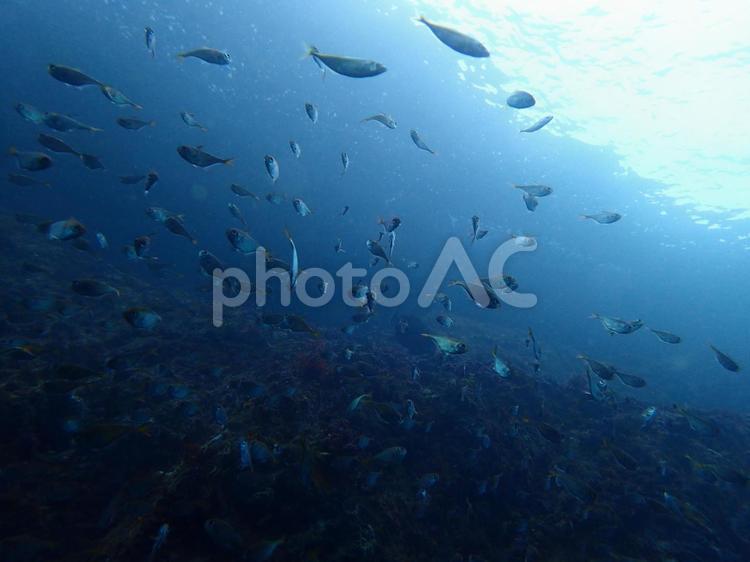 水面と群れ3 水中,魚,海の写真素材