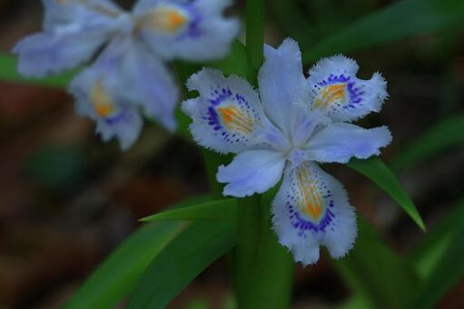 種子のない花 シャガ,射干,花の写真素材