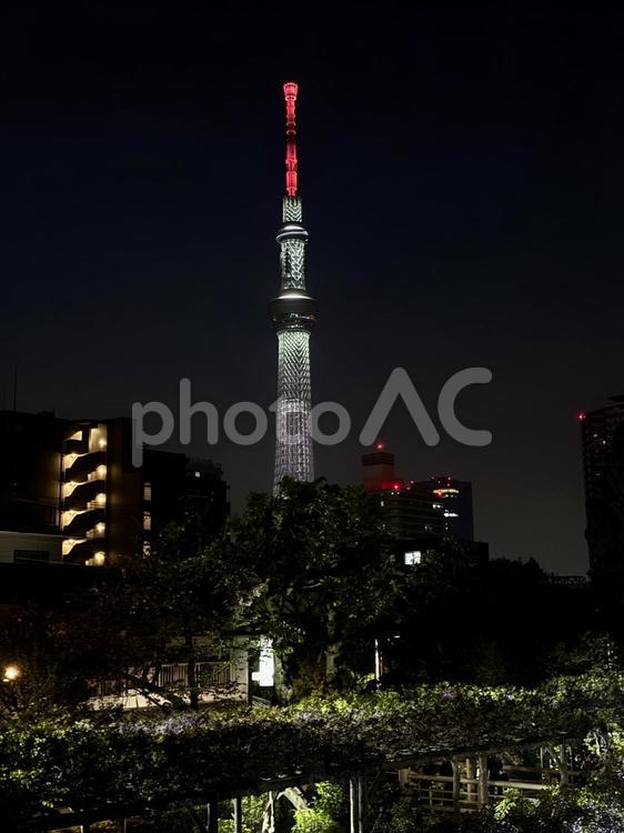 夜の亀戸天神社　藤棚 社,ライトアップ,夜空の写真素材